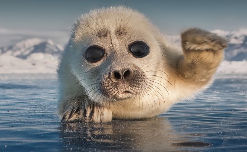 В Челябинской области покажут лучшие работы Кубков мира по художественной фотографии